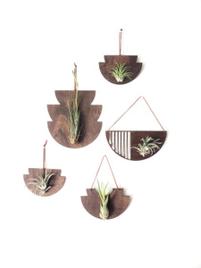 Mod Air Plant - Baileyi