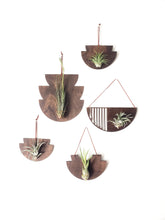 Load image into Gallery viewer, Mod Air Plant - Bulbosa