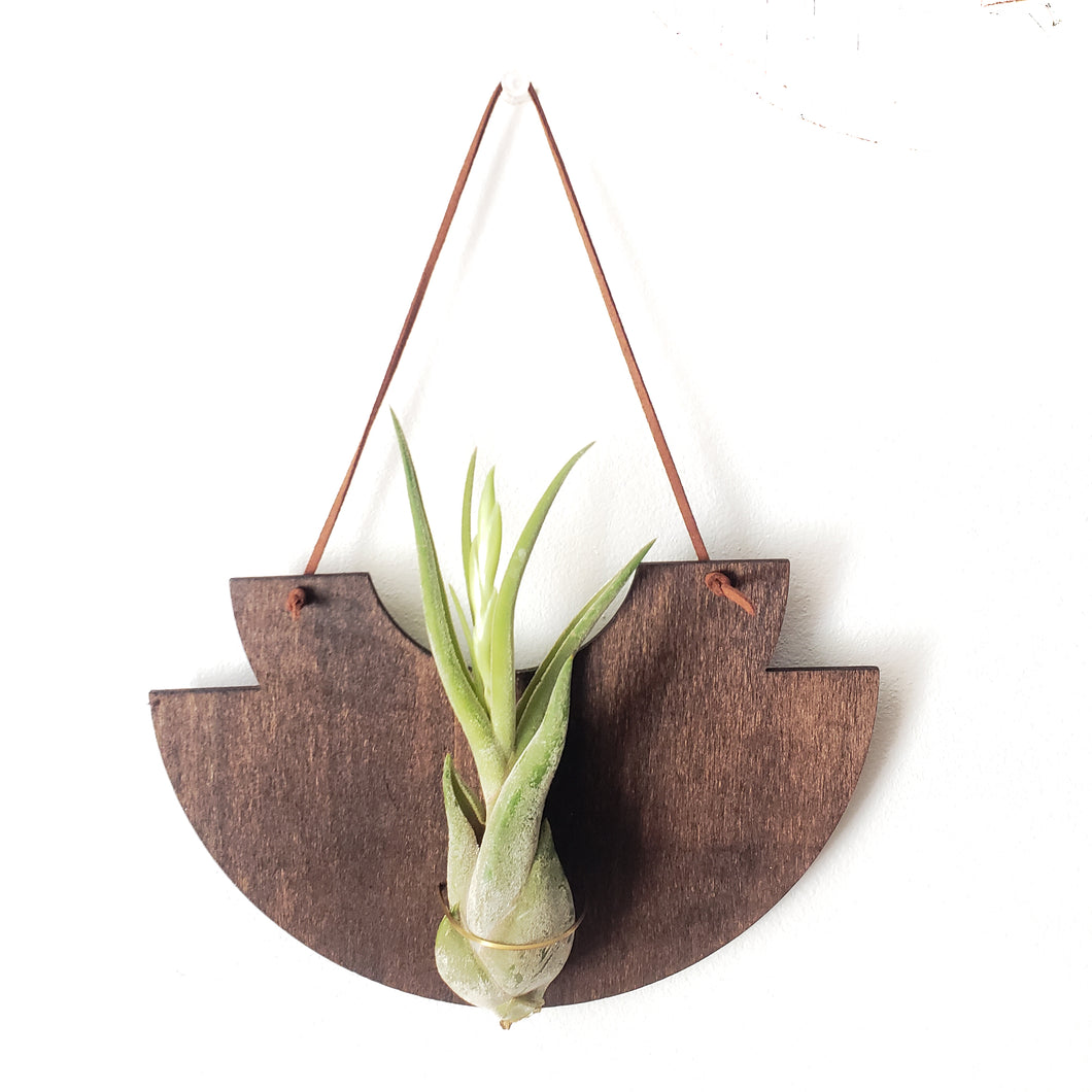 Mod Air Plant - Bulbosa