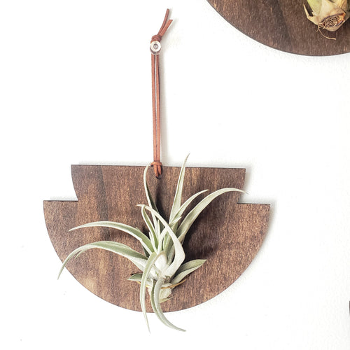 Mod Air Plant - Capitata Peach