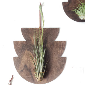 balbisiana air plant Mod Air Plant