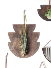 Load image into Gallery viewer, Mod Air Plant - Balbisiana